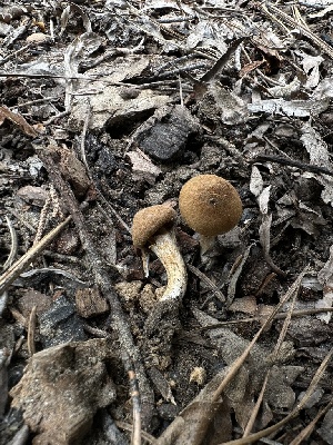  ( - HAY-F-005189)  @11 [ ] c (2023) Rudy Diaz Fungal Diversity Survey