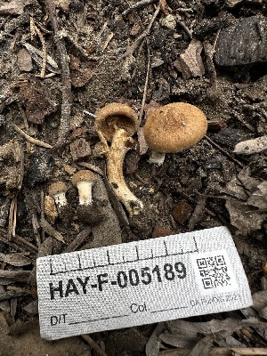  ( - HAY-F-005189)  @11 [ ] c (2023) Rudy Diaz Fungal Diversity Survey