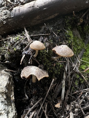  ( - HAY-F-002756)  @11 [ ] c (2023) Rudy Diaz Fungal Diversity Survey