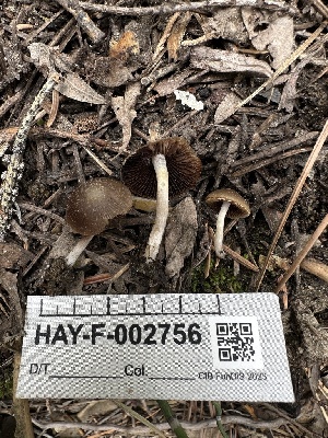  ( - HAY-F-002756)  @11 [ ] c (2023) Rudy Diaz Fungal Diversity Survey