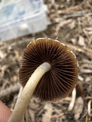 (Coprinopsis sp. canoceps-CA01 - HAY-F-002756)  @11 [ ] c (2023) Rudy Diaz Fungal Diversity Survey