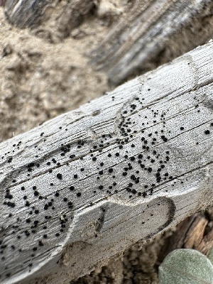 ( - HAY-F-005573)  @11 [ ] c (2023) Rudy Diaz Fungal Diversity Survey