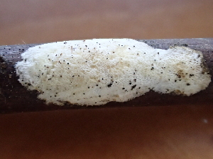  ( - HAY-F-004986)  @11 [ ] by-nc (2023) Dean Lyons Fungal Diversity Survey