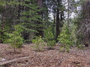  ( - HAY-F-004957)  @11 [ ] by-nc (2023) Warren Cardimona Fungal Diversity Survey