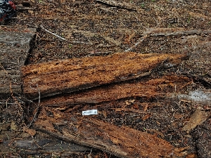  ( - HAY-F-004957)  @11 [ ] by-nc (2023) Warren Cardimona Fungal Diversity Survey