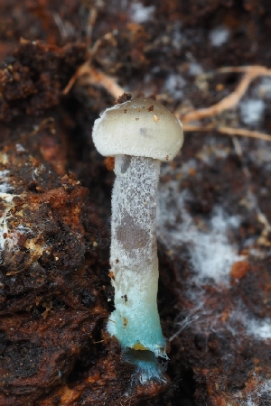  ( - HAY-F-004956)  @11 [ ] by-nc (2023) Warren Cardimona Fungal Diversity Survey
