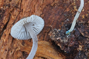 ( - HAY-F-004956)  @11 [ ] by-nc (2023) Warren Cardimona Fungal Diversity Survey