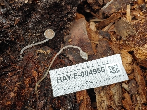  ( - HAY-F-004956)  @11 [ ] by-nc (2023) Warren Cardimona Fungal Diversity Survey