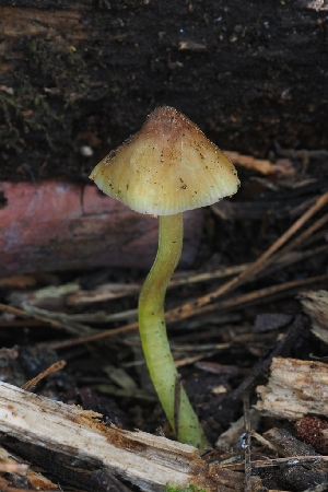 ( - HAY-F-004953)  @11 [ ] by-nc (2023) Warren Cardimona Fungal Diversity Survey