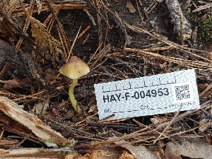  ( - HAY-F-004953)  @11 [ ] by-nc (2023) Warren Cardimona Fungal Diversity Survey