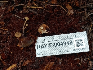  ( - HAY-F-004948)  @11 [ ] by-nc (2023) Warren Cardimona Fungal Diversity Survey