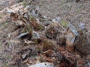  ( - HAY-F-004948)  @11 [ ] by-nc (2023) Warren Cardimona Fungal Diversity Survey