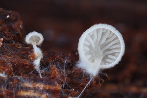  (Clitopilus sp. baronii-CA02 - HAY-F-004947)  @11 [ ] by-nc (2023) Warren Cardimona Fungal Diversity Survey