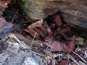  ( - HAY-F-004947)  @11 [ ] by-nc (2023) Warren Cardimona Fungal Diversity Survey