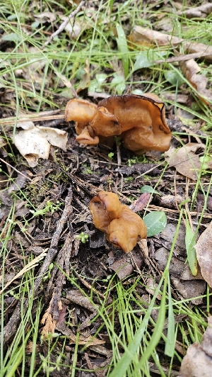  ( - HAY-F-002220)  @11 [ ] by-nc (2023) Thea Chesney Fungal Diversity Survey