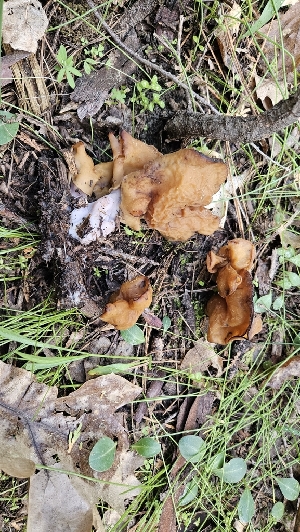  ( - HAY-F-002220)  @11 [ ] by-nc (2023) Thea Chesney Fungal Diversity Survey
