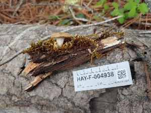  ( - HAY-F-004938)  @11 [ ] by-nc (2023) Warren Cardimona Fungal Diversity Survey