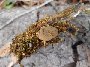  ( - HAY-F-004938)  @11 [ ] by-nc (2023) Warren Cardimona Fungal Diversity Survey