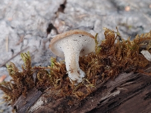  ( - HAY-F-004938)  @11 [ ] by-nc (2023) Warren Cardimona Fungal Diversity Survey