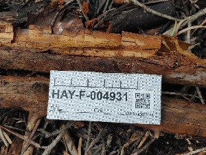  ( - HAY-F-004931)  @11 [ ] by-nc (2023) Warren Cardimona Fungal Diversity Survey