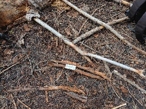  ( - HAY-F-004931)  @11 [ ] by-nc (2023) Warren Cardimona Fungal Diversity Survey
