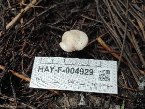  ( - HAY-F-004929)  @11 [ ] by-nc (2023) Warren Cardimona Fungal Diversity Survey