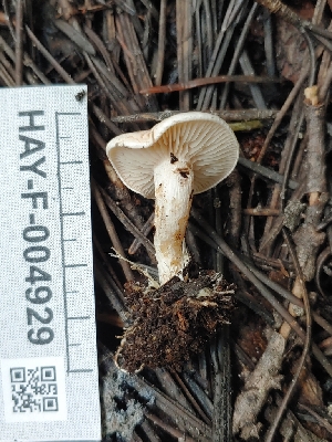  ( - HAY-F-004929)  @11 [ ] by-nc (2023) Warren Cardimona Fungal Diversity Survey