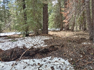  ( - HAY-F-004929)  @11 [ ] by-nc (2023) Warren Cardimona Fungal Diversity Survey