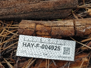  ( - HAY-F-004925)  @11 [ ] by-nc (2023) Warren Cardimona Fungal Diversity Survey