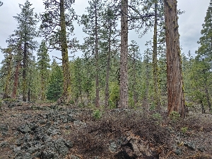  ( - HAY-F-004925)  @11 [ ] by-nc (2023) Warren Cardimona Fungal Diversity Survey
