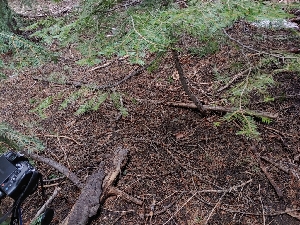  ( - HAY-F-004921)  @11 [ ] by-nc (2023) Warren Cardimona Fungal Diversity Survey