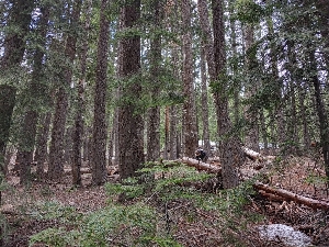  ( - HAY-F-004921)  @11 [ ] by-nc (2023) Warren Cardimona Fungal Diversity Survey