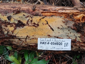  (Phlebia sp. CA02 - HAY-F-004920)  @11 [ ] by-nc (2023) Warren Cardimona Fungal Diversity Survey