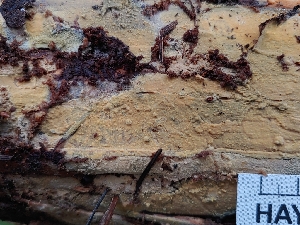  ( - HAY-F-004920)  @11 [ ] by-nc (2023) Warren Cardimona Fungal Diversity Survey