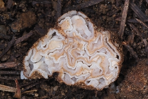  (Geopora - HAY-F-004919)  @11 [ ] by-nc (2023) Warren Cardimona Fungal Diversity Survey