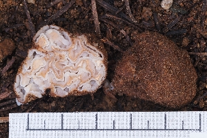  ( - HAY-F-004919)  @11 [ ] by-nc (2023) Warren Cardimona Fungal Diversity Survey