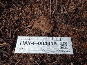 ( - HAY-F-004919)  @11 [ ] by-nc (2023) Warren Cardimona Fungal Diversity Survey