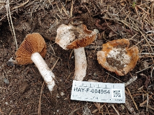  ( - HAY-F-004954)  @11 [ ] by-nc (2023) Warren Cardimona Fungal Diversity Survey