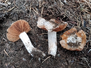  ( - HAY-F-004954)  @11 [ ] by-nc (2023) Warren Cardimona Fungal Diversity Survey