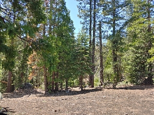  (Cortinarius bridgei - HAY-F-000536)  @11 [ ] by-nc (2023) Warren Cardimona Fungal Diversity Survey