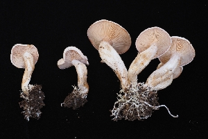  ( - HAY-F-000542)  @11 [ ] by-nc (2023) Warren Cardimona Fungal Diversity Survey
