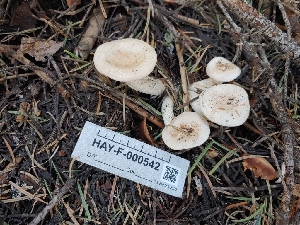  ( - HAY-F-000542)  @11 [ ] by-nc (2023) Warren Cardimona Fungal Diversity Survey