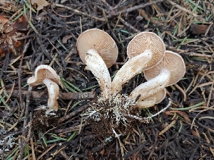  ( - HAY-F-000542)  @11 [ ] by-nc (2023) Warren Cardimona Fungal Diversity Survey