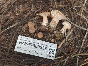  ( - HAY-F-000538)  @11 [ ] by-nc (2023) Warren Cardimona Fungal Diversity Survey