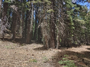  ( - HAY-F-000538)  @11 [ ] by-nc (2023) Warren Cardimona Fungal Diversity Survey