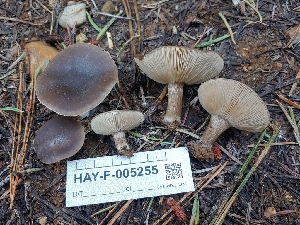  ( - HAY-F-005255)  @11 [ ] by-nc (2023) Warren Cardimona Fungal Diversity Survey