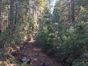  ( - HAY-F-005255)  @11 [ ] by-nc (2023) Warren Cardimona Fungal Diversity Survey