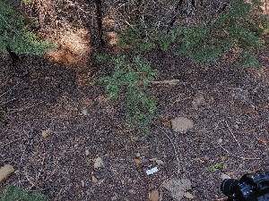  ( - HAY-F-005255)  @11 [ ] by-nc (2023) Warren Cardimona Fungal Diversity Survey