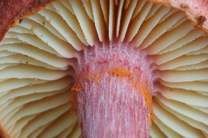  ( - HAY-F-005288)  @11 [ ] by-nc (2023) Warren Cardimona Fungal Diversity Survey