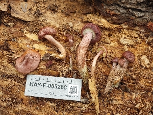  ( - HAY-F-005288)  @11 [ ] by-nc (2023) Warren Cardimona Fungal Diversity Survey